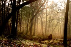photo 0005